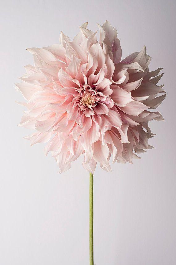 Secret Symphony of Wild Flora